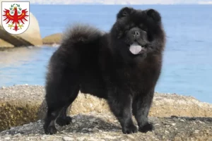 Read more about the article Chow-Chow breeders and puppies in Tirol