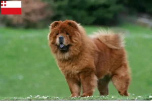 Read more about the article Chow-Chow breeders and puppies in Utrecht