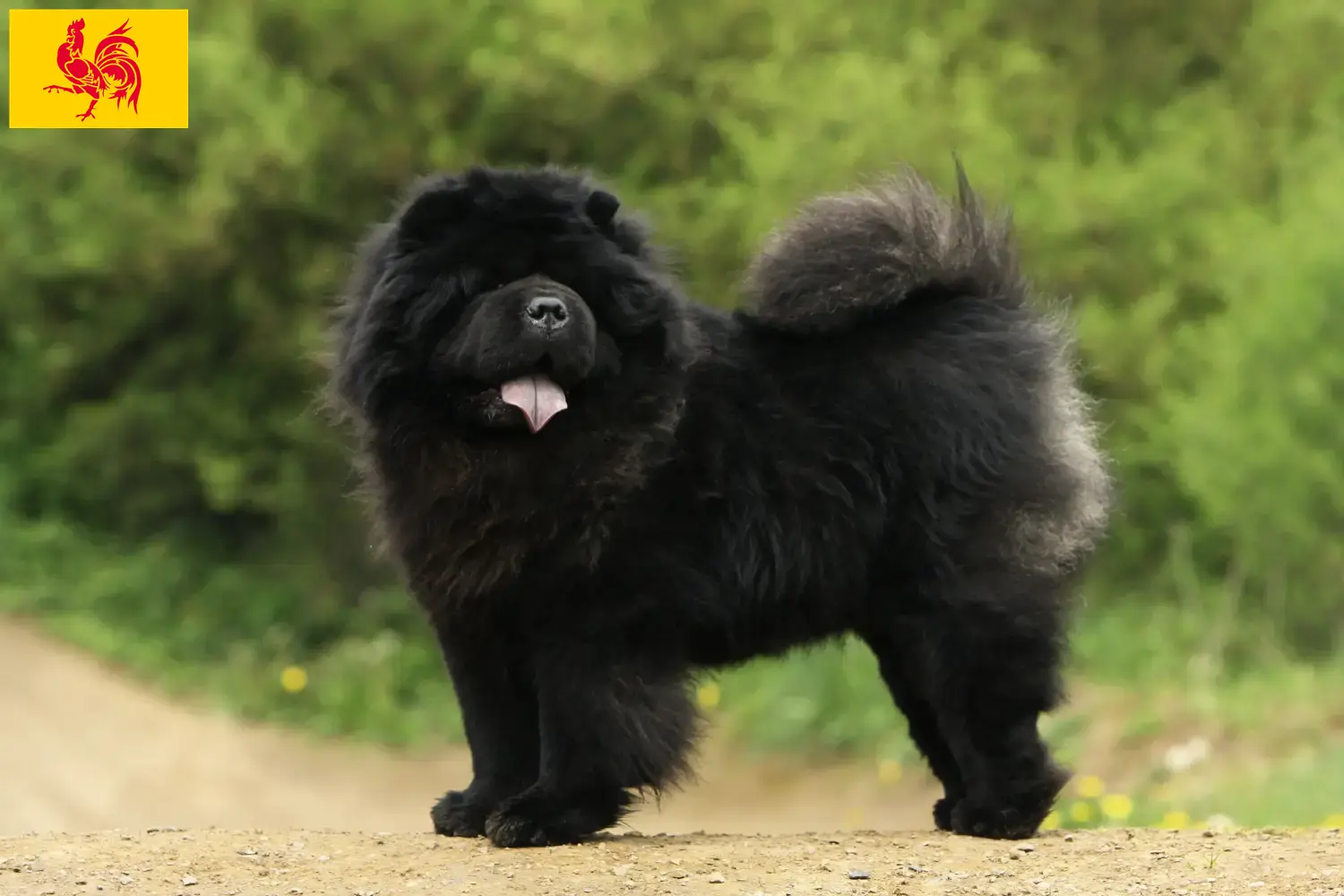 Read more about the article Chow-Chow breeders and puppies in Walloon Region