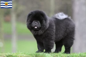 Read more about the article Chow-Chow breeders and puppies in Zeeland