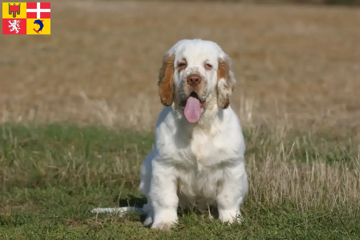 Read more about the article Clumber Spaniel breeders and puppies in Auvergne-Rhône-Alpes