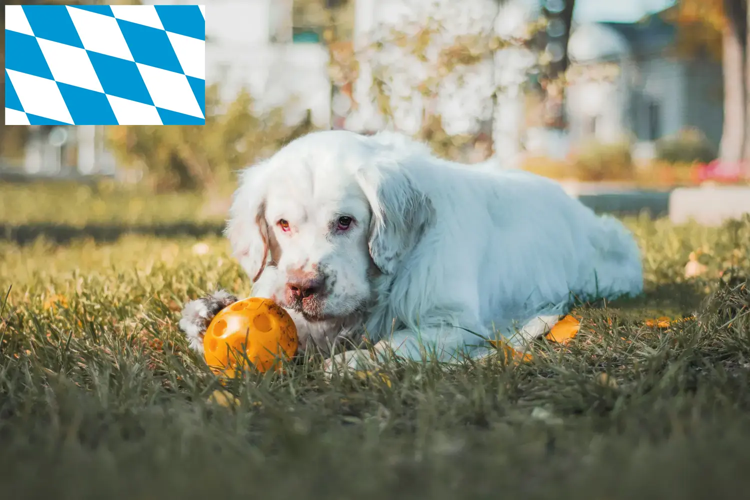 Read more about the article Clumber Spaniel breeders and puppies in Bavaria