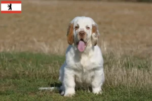 Read more about the article Clumber Spaniel breeders and puppies in Berlin