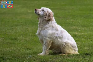 Read more about the article Clumber Spaniel breeders and puppies in Bourgogne-Franche-Comté