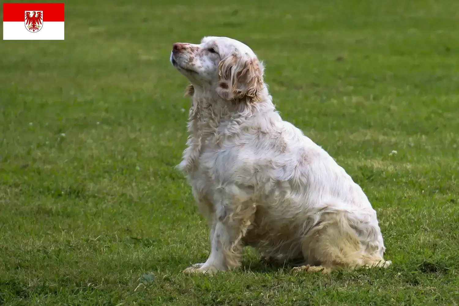 Read more about the article Clumber Spaniel breeders and puppies in Brandenburg