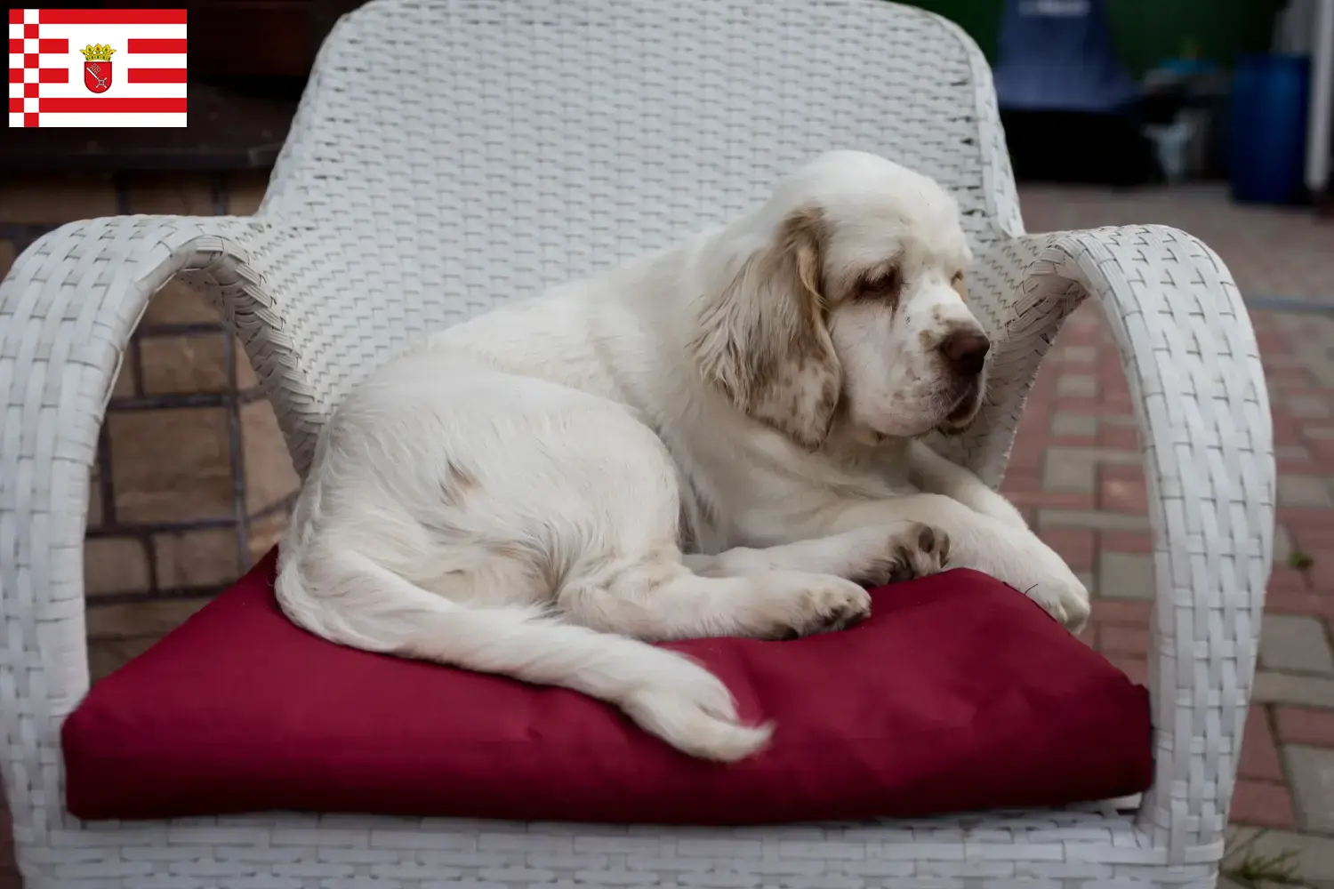 Read more about the article Clumber Spaniel breeders and puppies in Bremen