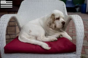 Read more about the article Clumber Spaniel breeders and puppies in Brittany