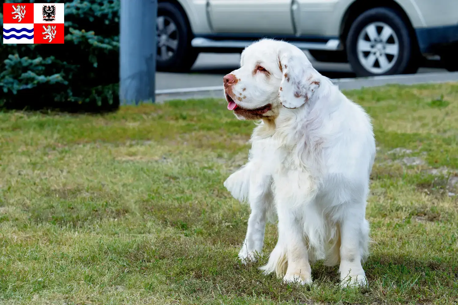 Read more about the article Clumber Spaniel breeders and puppies in Central Bohemia