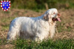 Read more about the article Clumber Spaniel breeders and puppies in Centre-Val de Loire