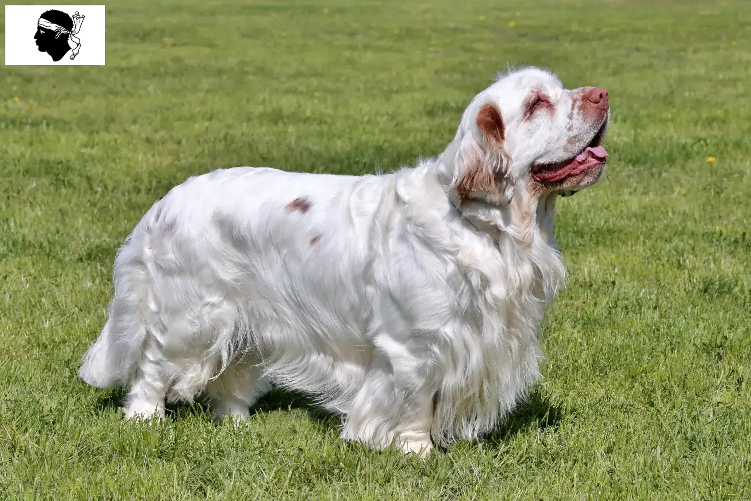 Read more about the article Clumber Spaniel breeders and puppies in Corsica