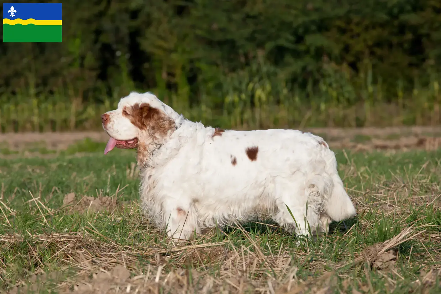 Read more about the article Clumber Spaniel breeders and puppies in Flevoland