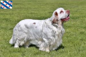 Read more about the article Clumber Spaniel breeders and puppies in Friesland