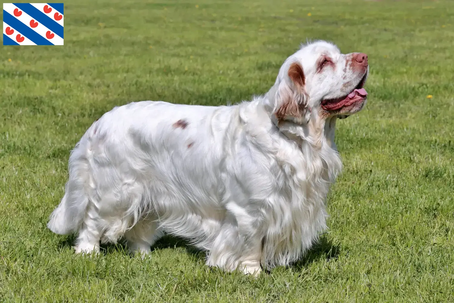 Read more about the article Clumber Spaniel breeders and puppies in Friesland