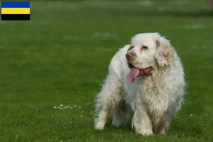 Read more about the article Clumber Spaniel breeders and puppies in Gelderland