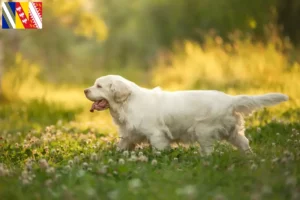 Read more about the article Clumber Spaniel breeders and puppies in Grand Est