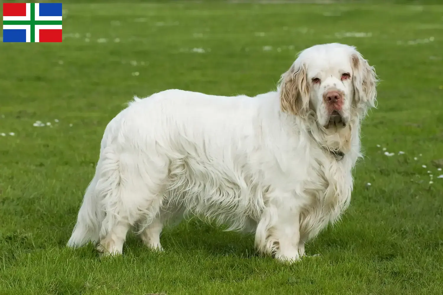 Read more about the article Clumber Spaniel breeders and puppies in Groningen