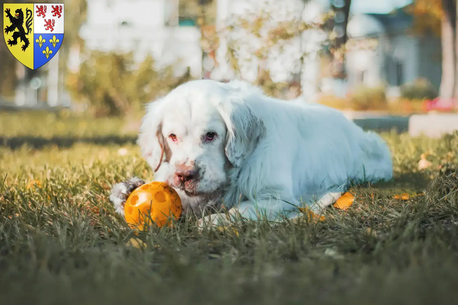 Read more about the article Clumber Spaniel breeders and puppies in Hauts-de-France