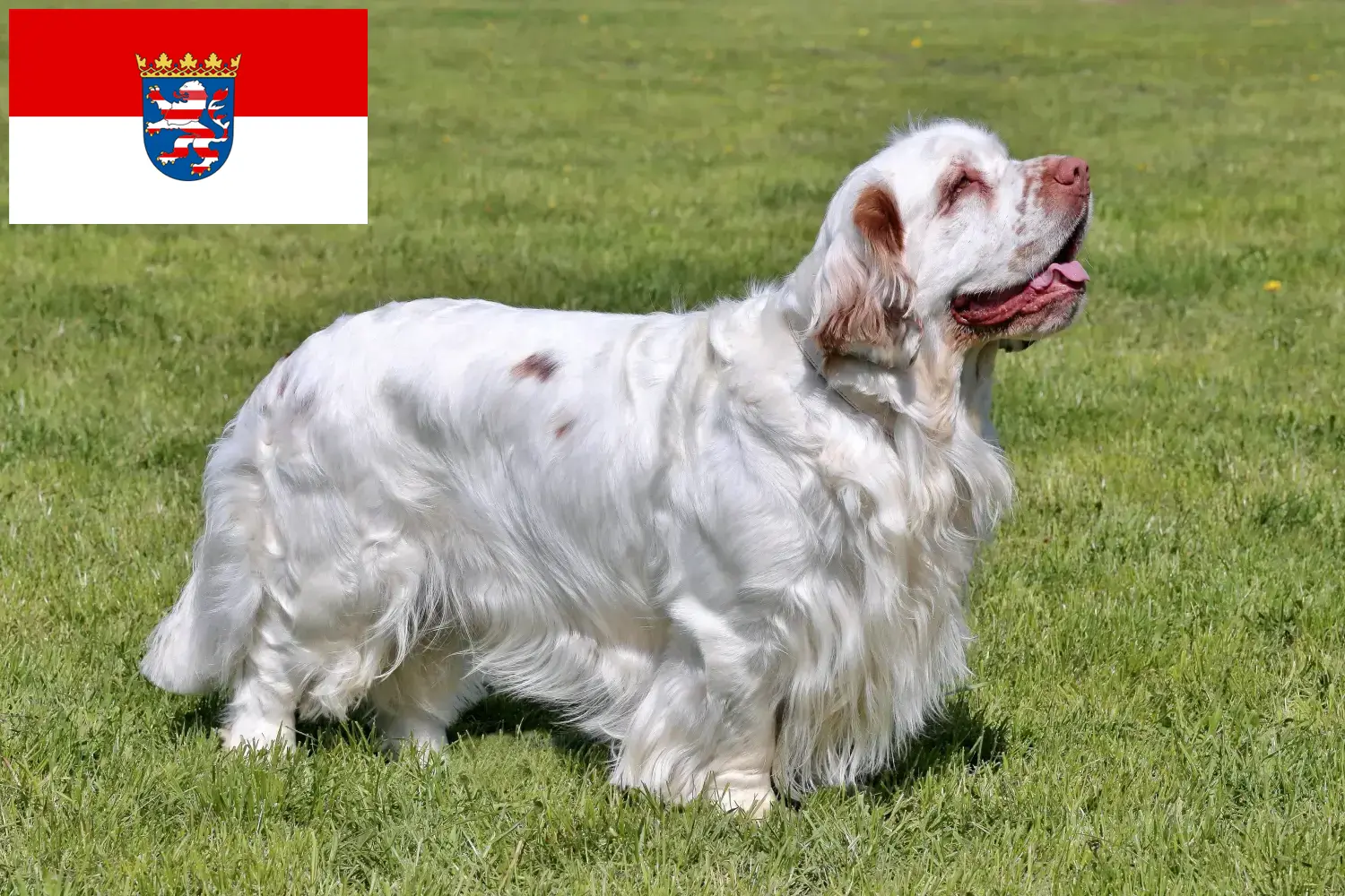 Read more about the article Clumber Spaniel breeders and puppies in Hessen