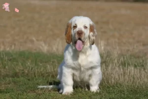 Read more about the article Clumber Spaniel breeder and puppies in Hovedstaden