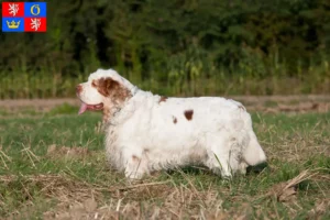 Read more about the article Clumber Spaniel breeders and puppies in Hradec Králové