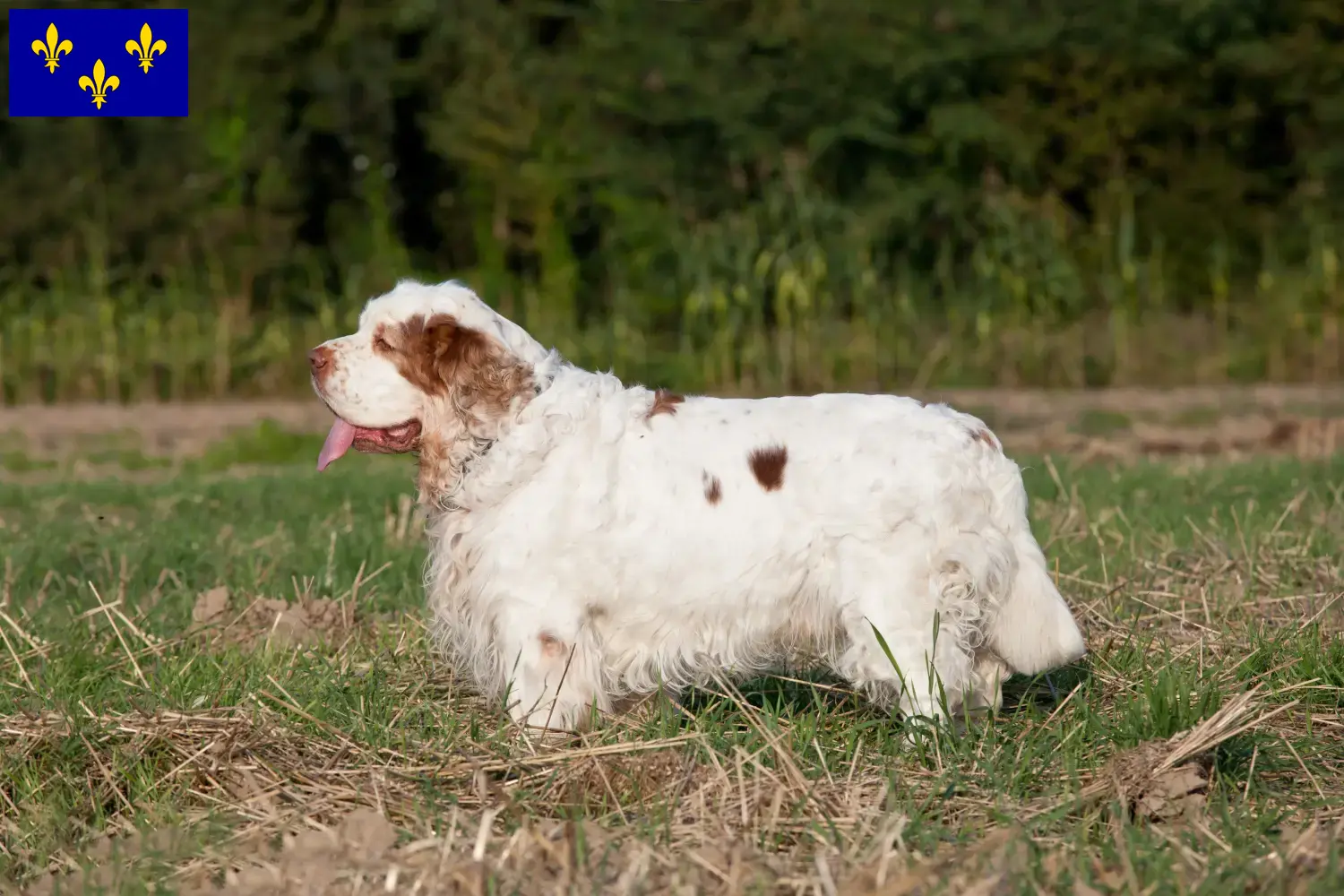 Read more about the article Clumber Spaniel breeders and puppies in Île-de-France