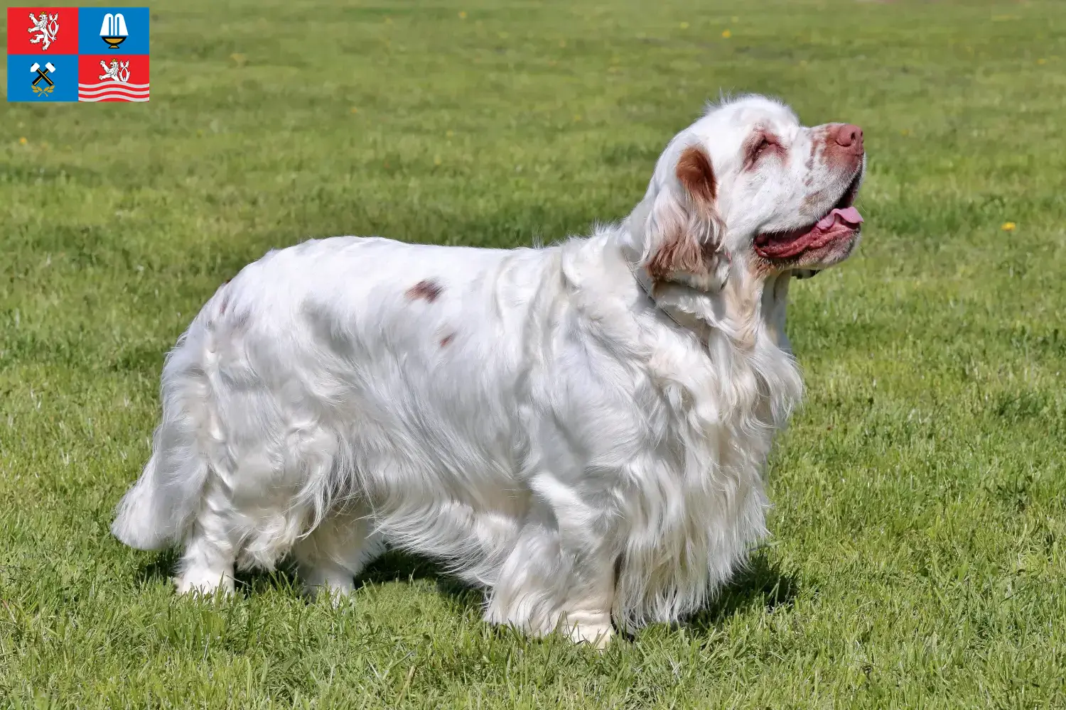 Read more about the article Clumber Spaniel breeders and puppies in Karlsbad