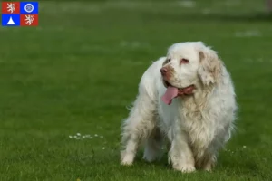 Read more about the article Clumber Spaniel breeders and puppies in Liberec