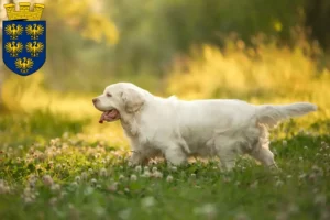 Read more about the article Clumber Spaniel breeders and puppies in Lower Austria