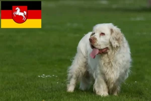 Read more about the article Clumber Spaniel breeders and puppies in Lower Saxony