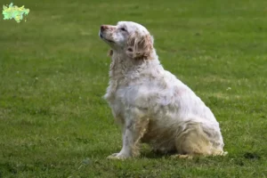 Read more about the article Clumber Spaniel breeders and puppies in Midtjylland