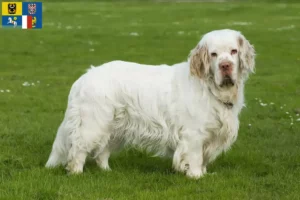 Read more about the article Clumber Spaniel breeders and puppies in Moravia-Silesia