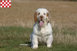 Read more about the article Clumber Spaniel breeders and puppies in North Brabant