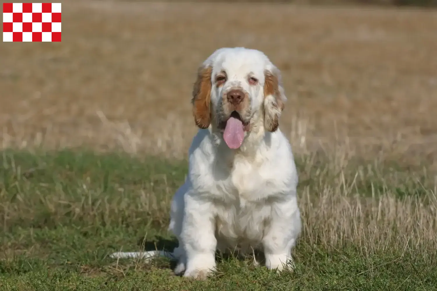 Read more about the article Clumber Spaniel breeders and puppies in North Brabant