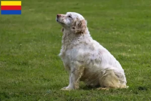 Read more about the article Clumber Spaniel breeders and puppies in North Holland