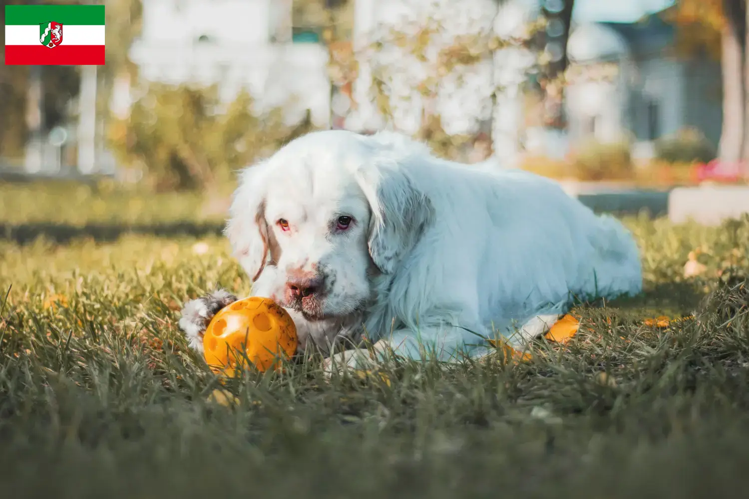 Read more about the article Clumber Spaniel breeders and puppies in North Rhine-Westphalia