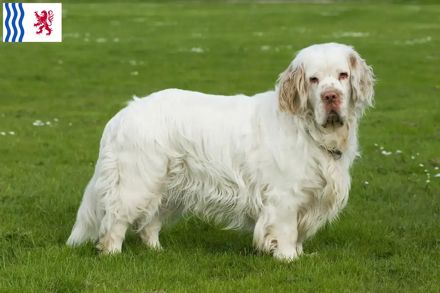 Read more about the article Clumber Spaniel breeders and puppies in Nouvelle-Aquitaine