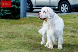 Read more about the article Clumber Spaniel breeders and puppies in Occitania