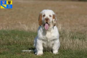 Read more about the article Clumber Spaniel breeders and puppies in Olomouc