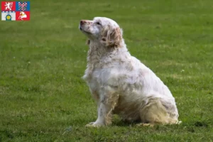 Read more about the article Clumber Spaniel breeders and puppies in Pardubice