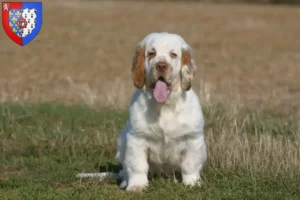 Read more about the article Clumber Spaniel breeders and puppies in Pays de la Loire