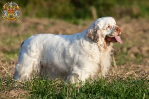 Read more about the article Clumber Spaniel breeders and puppies in Prague