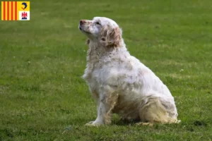 Read more about the article Clumber Spaniel breeders and puppies in Provence-Alpes-Côte d’Azur