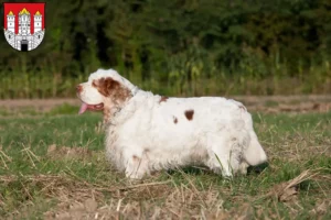 Read more about the article Clumber Spaniel breeders and puppies in Salzburg