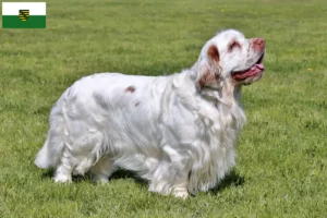 Read more about the article Clumber Spaniel breeders and puppies in Saxony