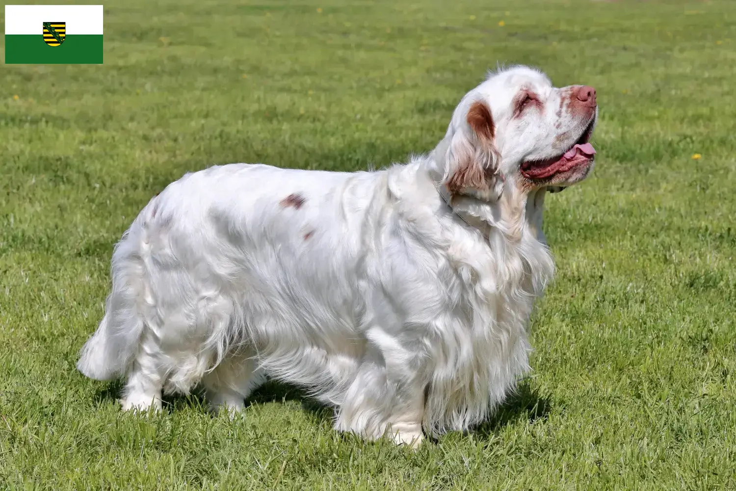 Read more about the article Clumber Spaniel breeders and puppies in Saxony