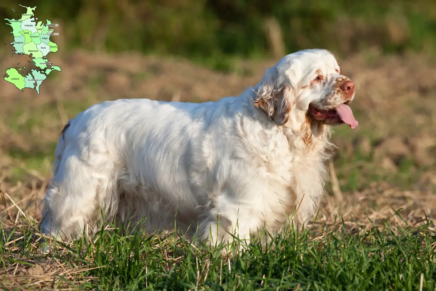 Read more about the article Clumber Spaniel breeders and puppies in Sjælland