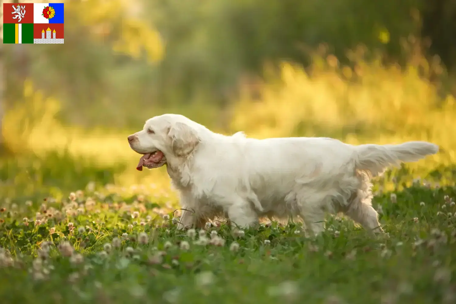 Read more about the article Clumber Spaniel breeders and puppies in South Bohemia