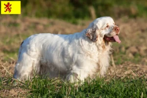 Read more about the article Clumber Spaniel breeders and puppies in South Holland