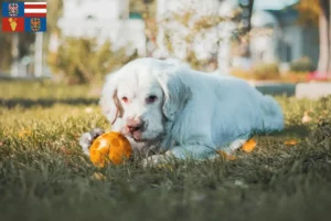 Read more about the article Clumber Spaniel breeders and puppies in South Moravia