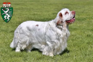 Read more about the article Clumber Spaniel breeders and puppies in Styria